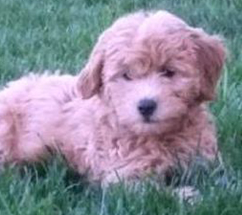 mini golden doodle red color