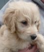 View our featured goldendoodle puppy.