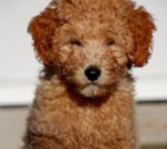 Rooney, a previously sold petite goldendoodle.