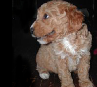 Willow, a previously sold petite goldendoodle.