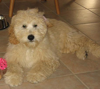 mini cream goldendoodle