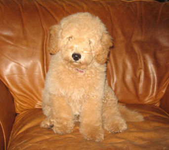Cody, a previously sold petite goldendoodle.