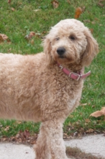 Miniature Golden Doodle