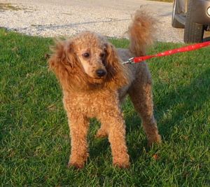 Golden Doodle