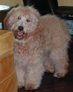 Miniature Golden Doodle